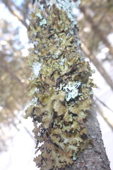 Tuckermanopsis americana