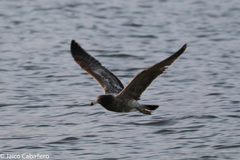 Larus belcheri