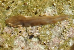 Rhabditophora