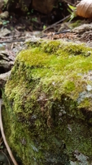 Rhynchostegiella tenella