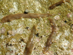 Rhabditophora