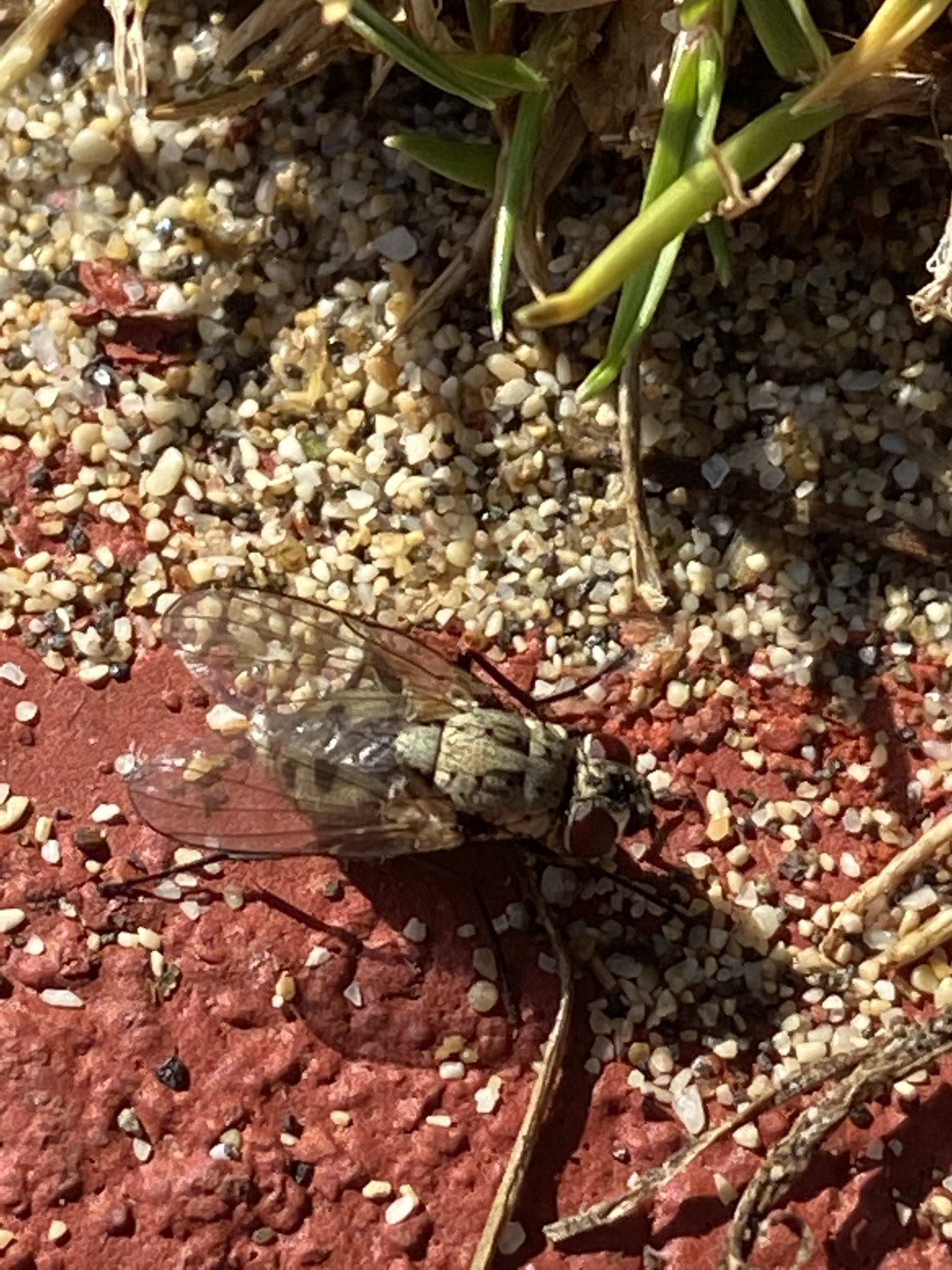 Limnophora quaterna