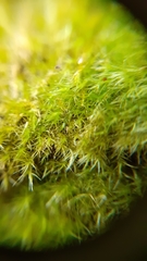 Rhynchostegiella tenella