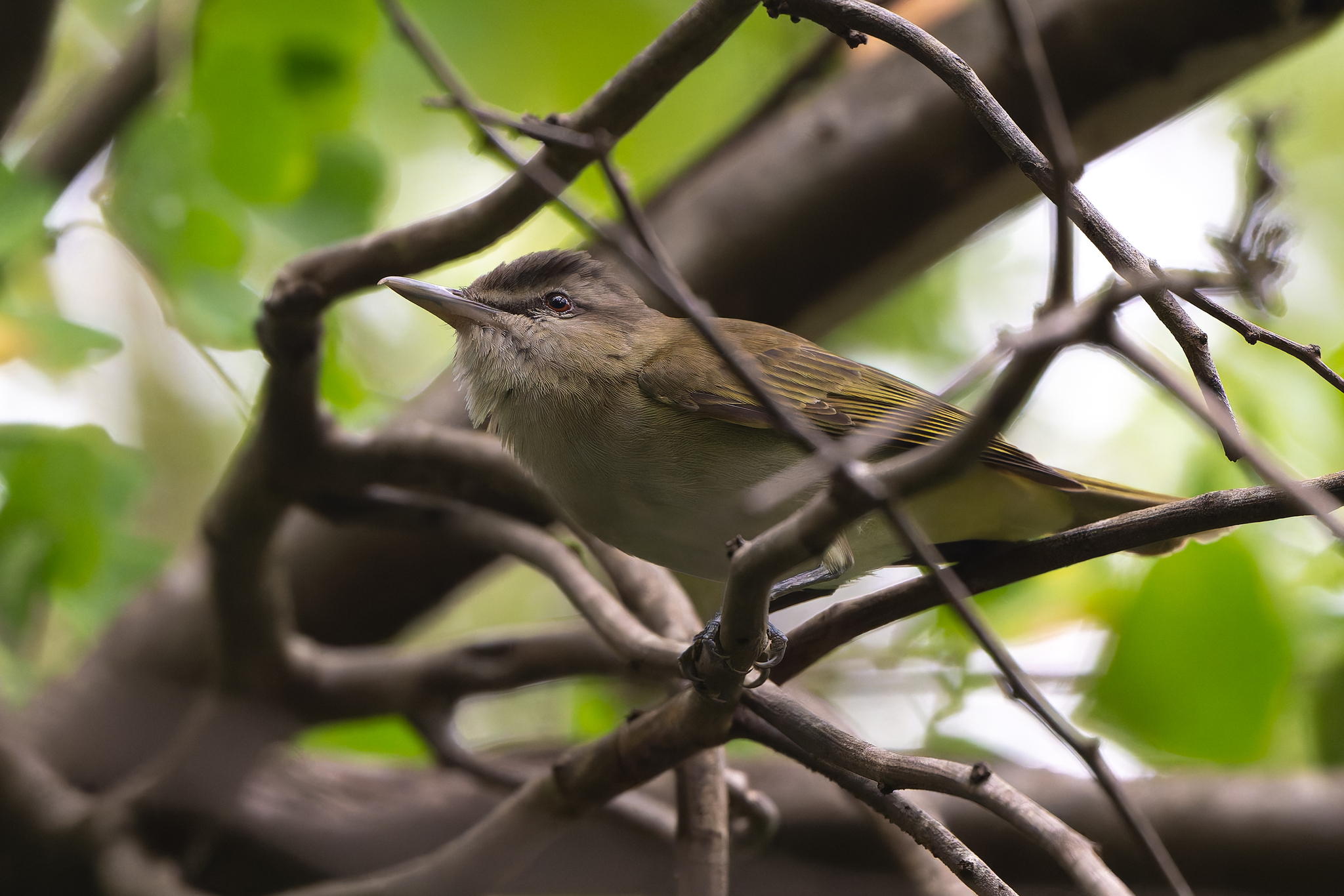 Black-whiskered Vireo (Vireo altiloquus), photo 3