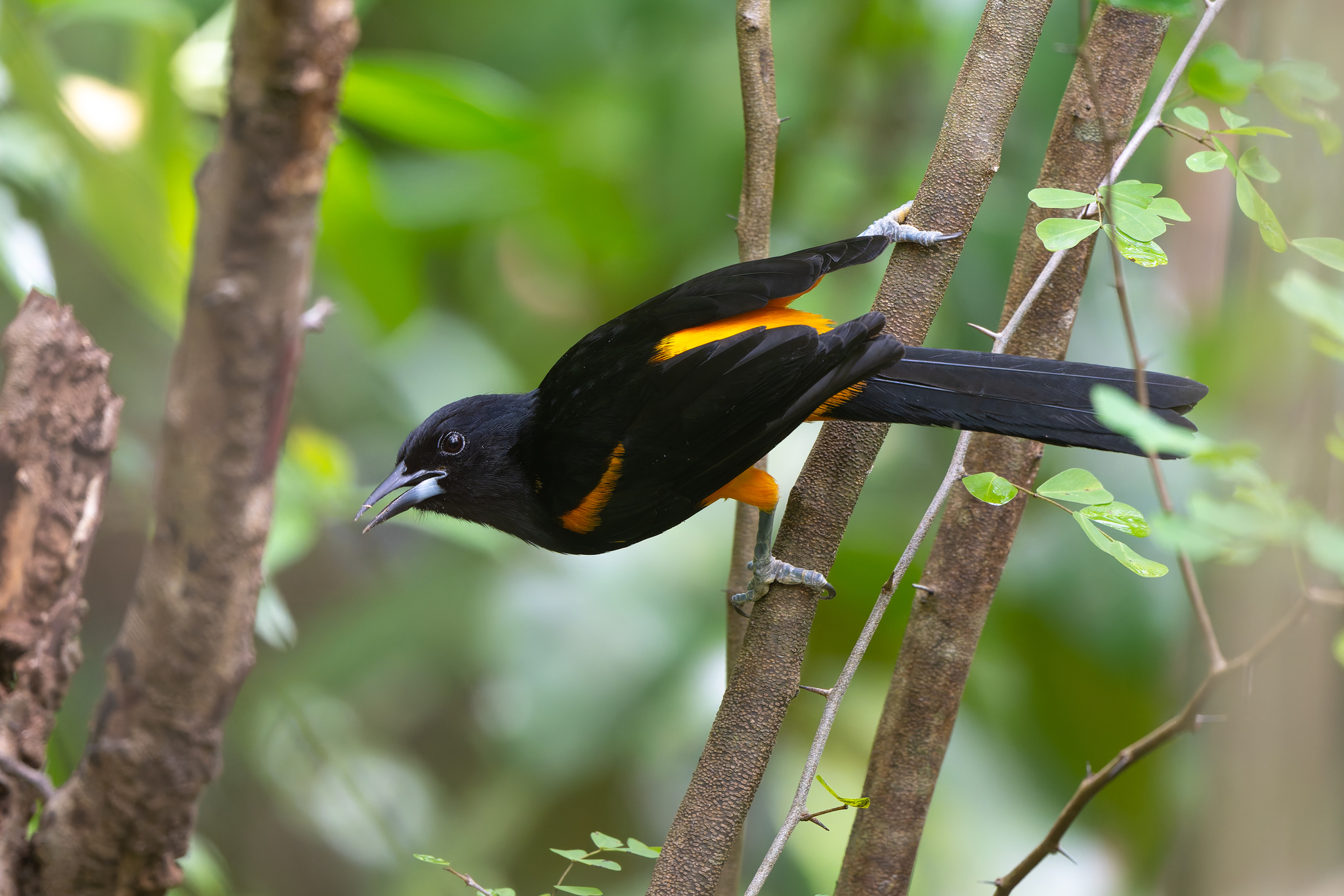 St. Lucia Oriole (Icterus laudabilis), photo 2