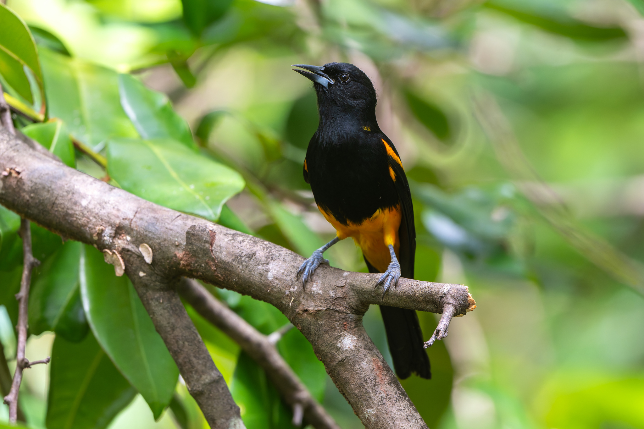 St. Lucia Oriole (Icterus laudabilis), photo 7