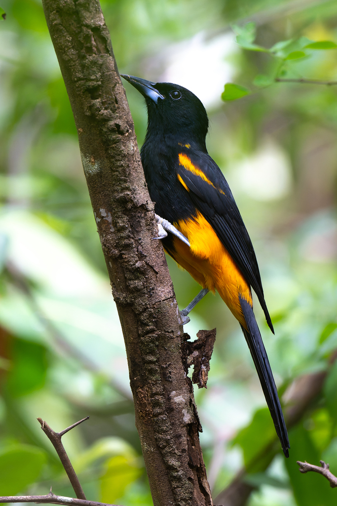 St. Lucia Oriole