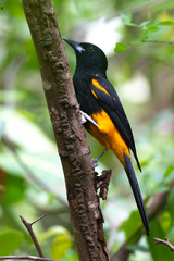 St. Lucia Oriole photo 1