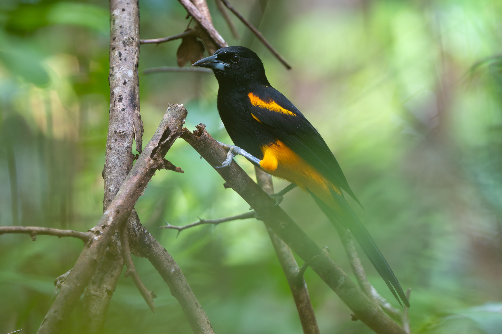 St. Lucia Oriole (Icterus laudabilis), photo 9