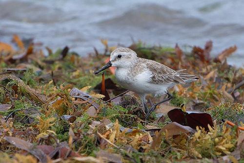 Semipalmated Sandpiper (Calidris pusilla), photo 4