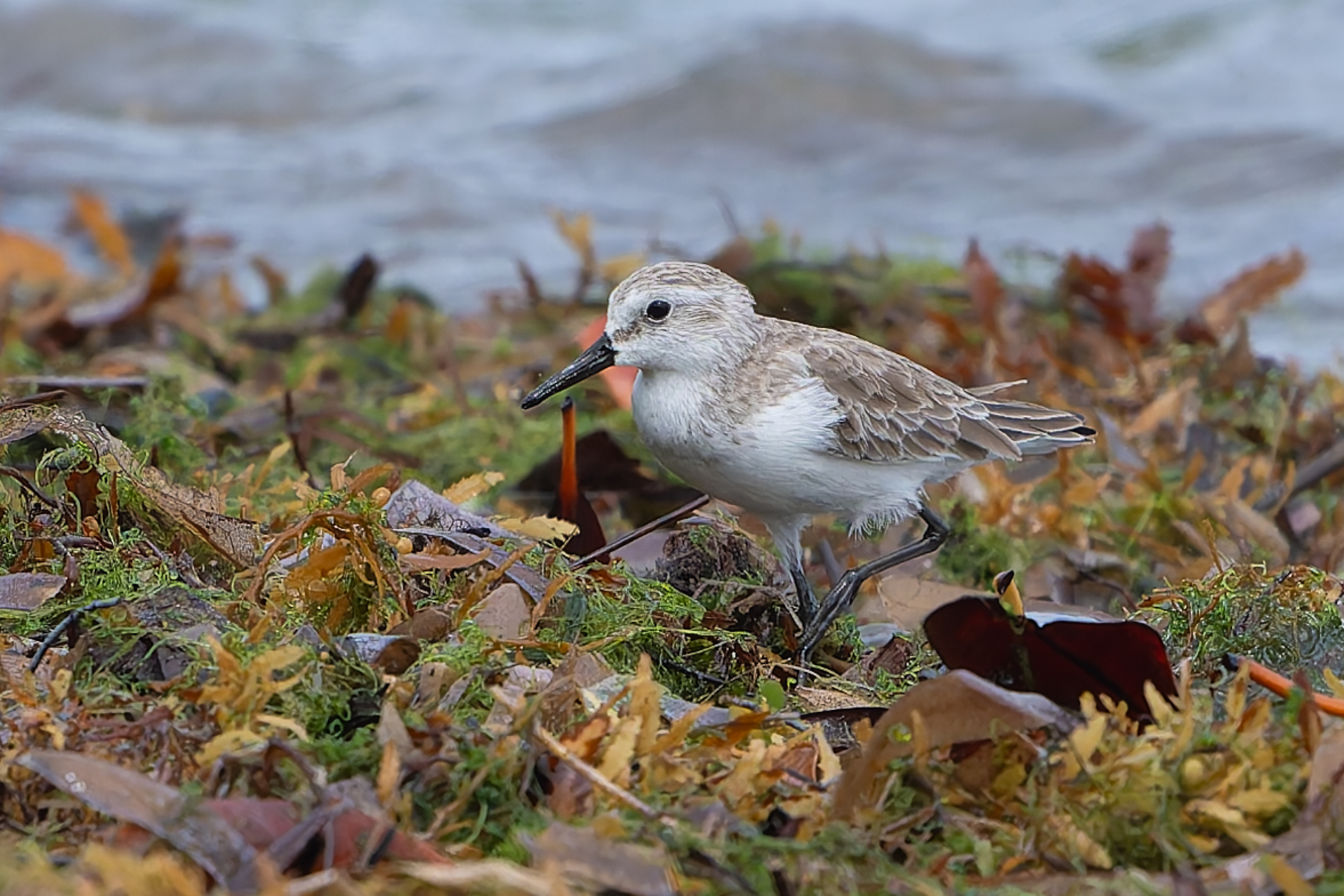 Semipalmated Sandpiper (Calidris pusilla), photo 4