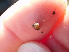 Brachidontes adamsianus