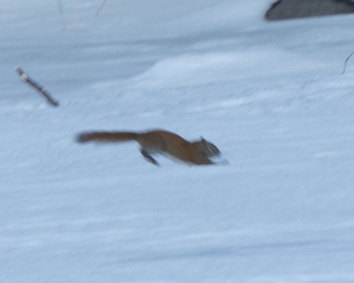 American Red Squirrel
