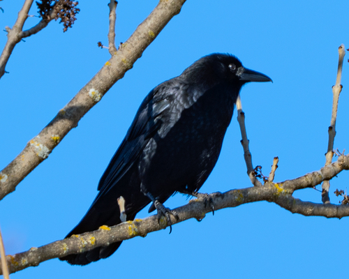 American Crow