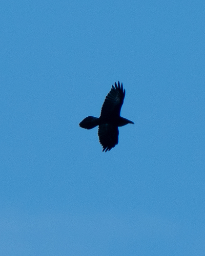 Common Raven