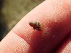 Brachidontes adamsianus