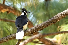 Cyanocorax dickeyi