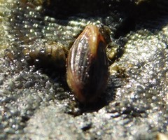 Brachidontes adamsianus