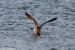 Larus belcheri