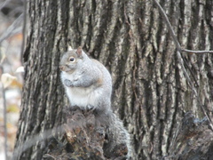 Sciurus carolinensis
