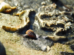 Brachidontes adamsianus