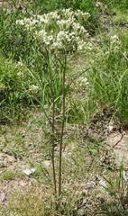 Psacalium decompositum