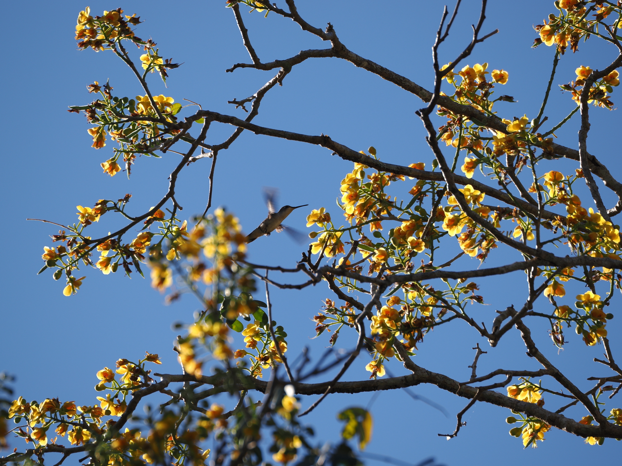 White-bellied Emerald (Chlorestes candida), photo 7