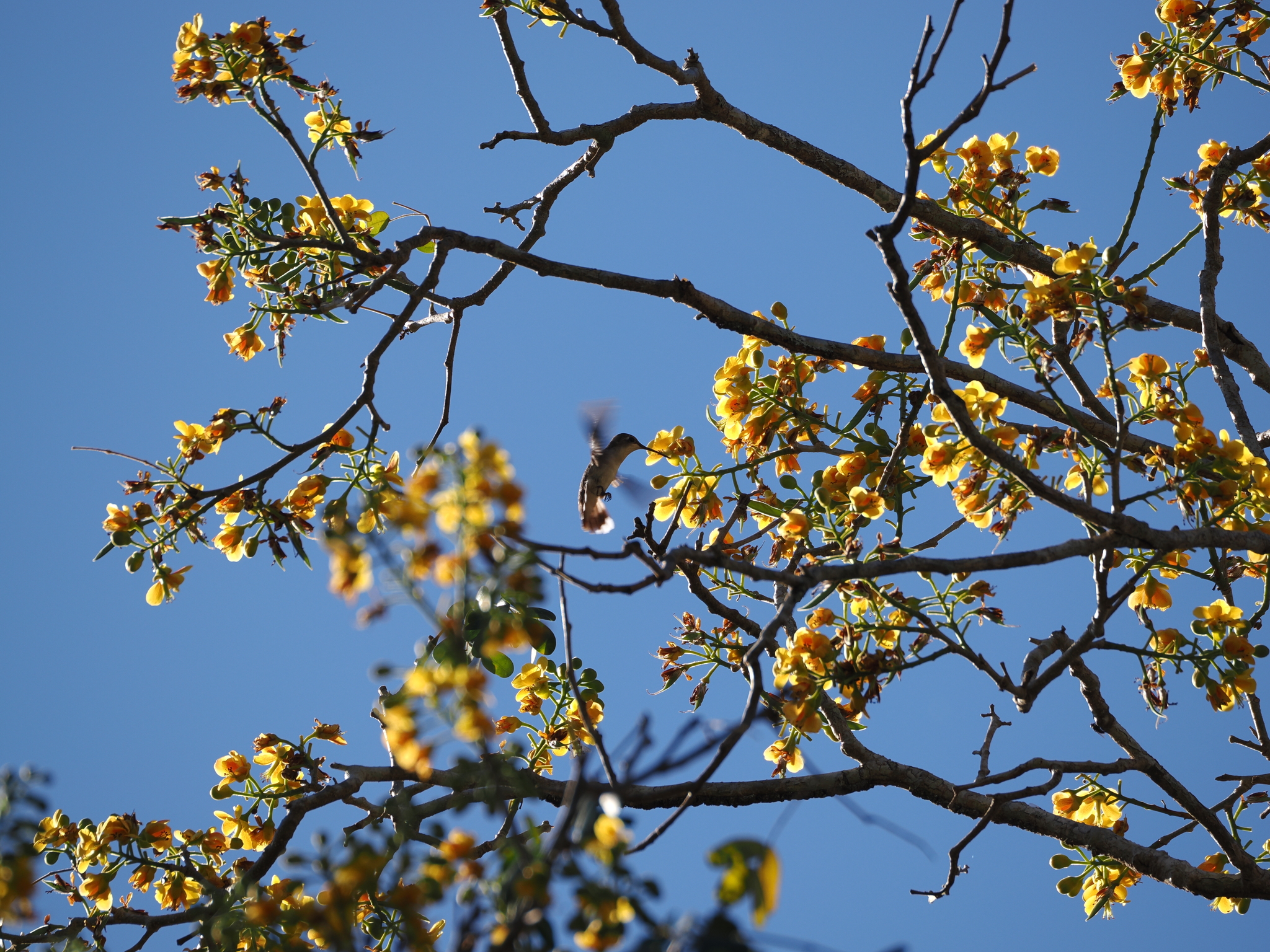 White-bellied Emerald (Chlorestes candida), photo 8