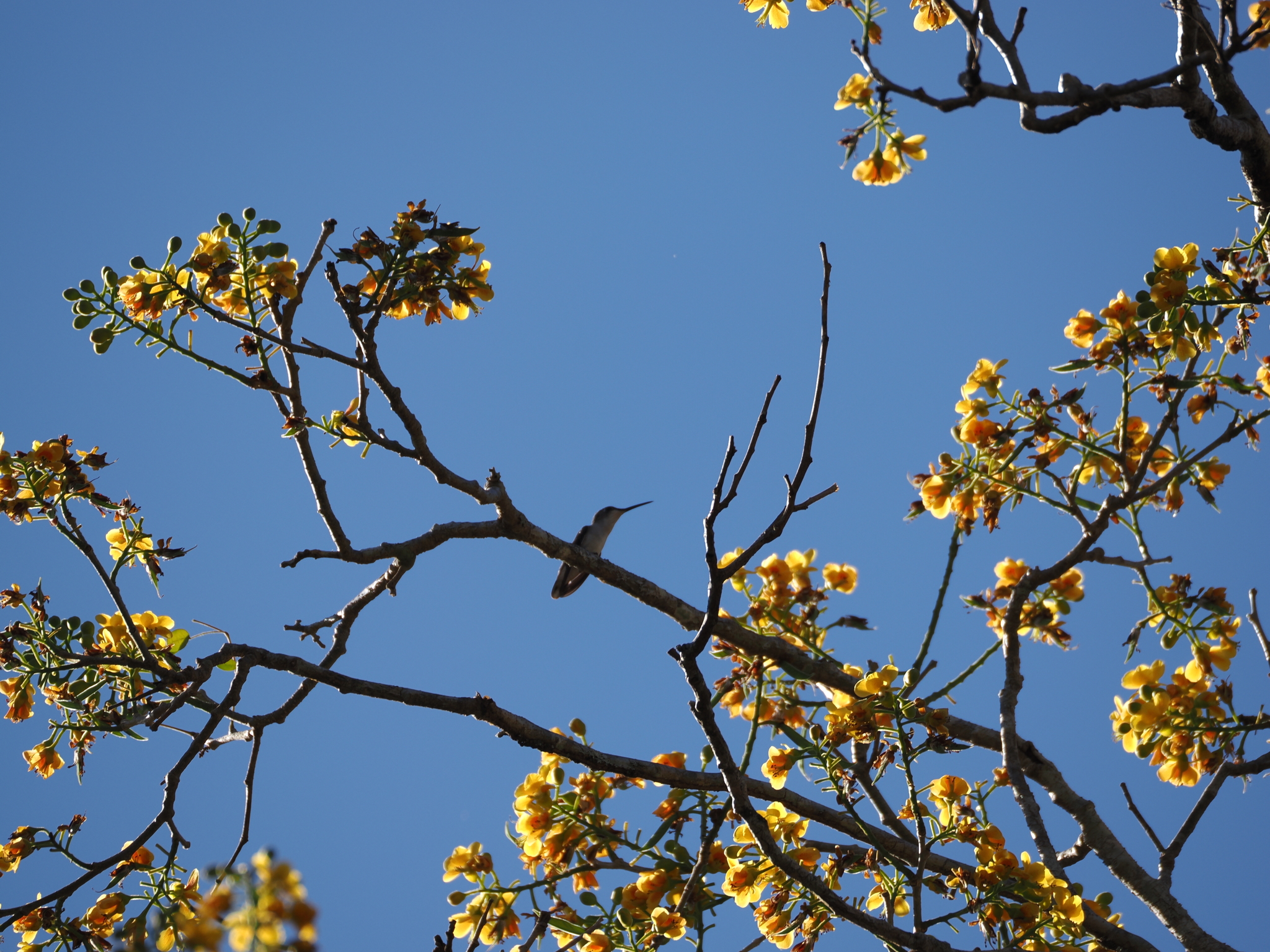 White-bellied Emerald (Chlorestes candida), photo 9