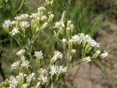 Psacalium decompositum
