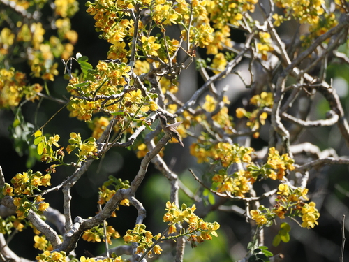 White-bellied Emerald (Chlorestes candida), photo 7
