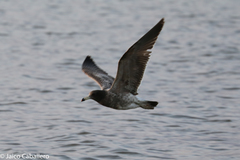Larus belcheri