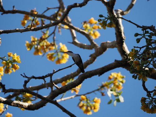 Wedge-tailed Sabrewing (Pampa curvipennis), photo 5