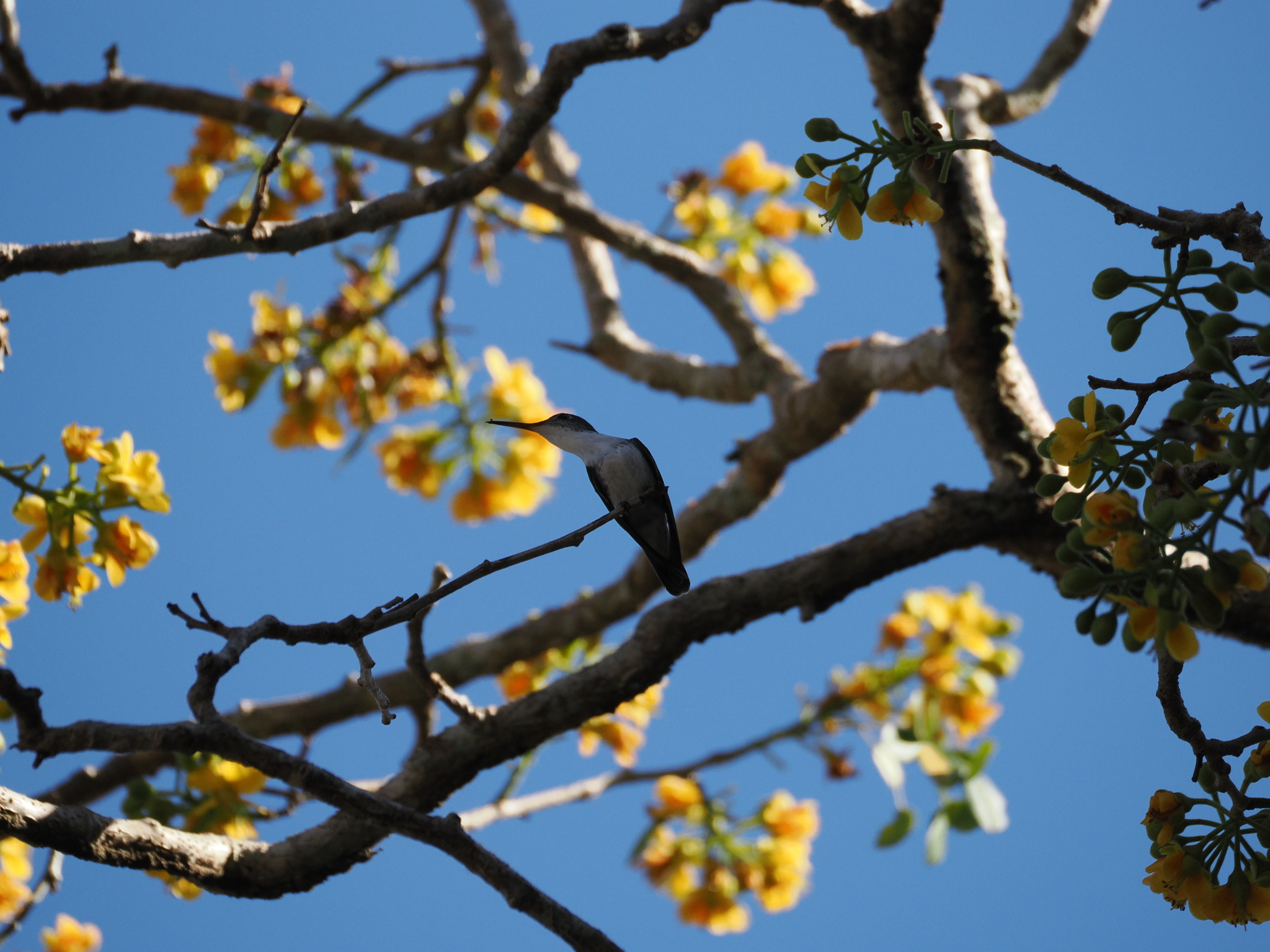 Wedge-tailed Sabrewing (Pampa curvipennis), photo 8