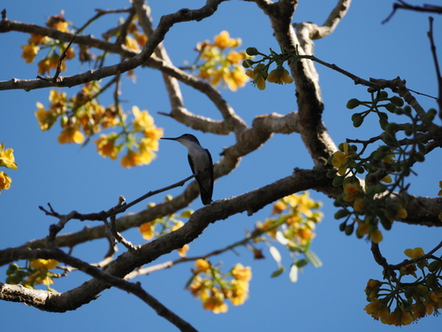 Wedge-tailed Sabrewing (Pampa curvipennis), photo 6