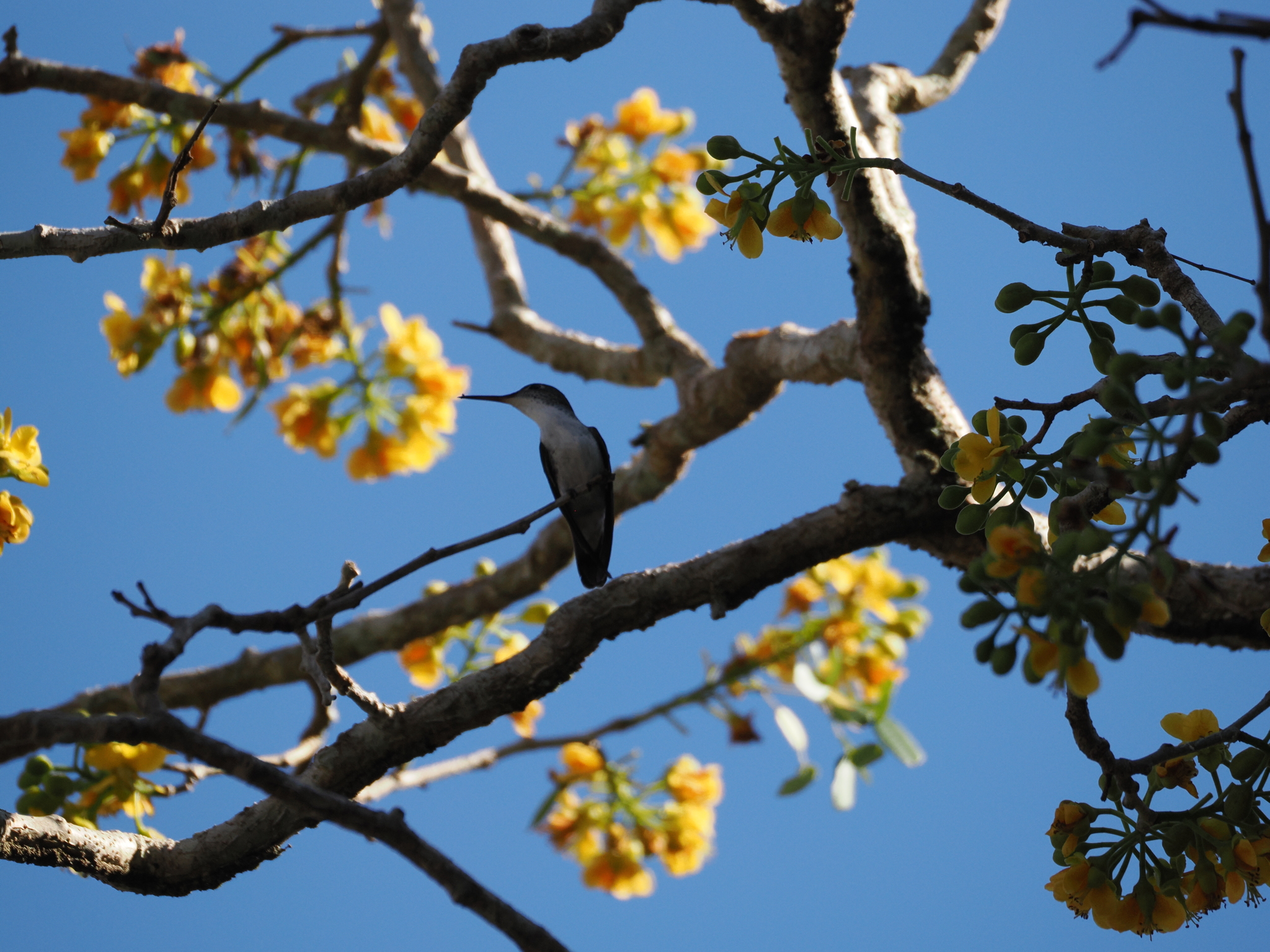 Wedge-tailed Sabrewing (Pampa curvipennis), photo 9