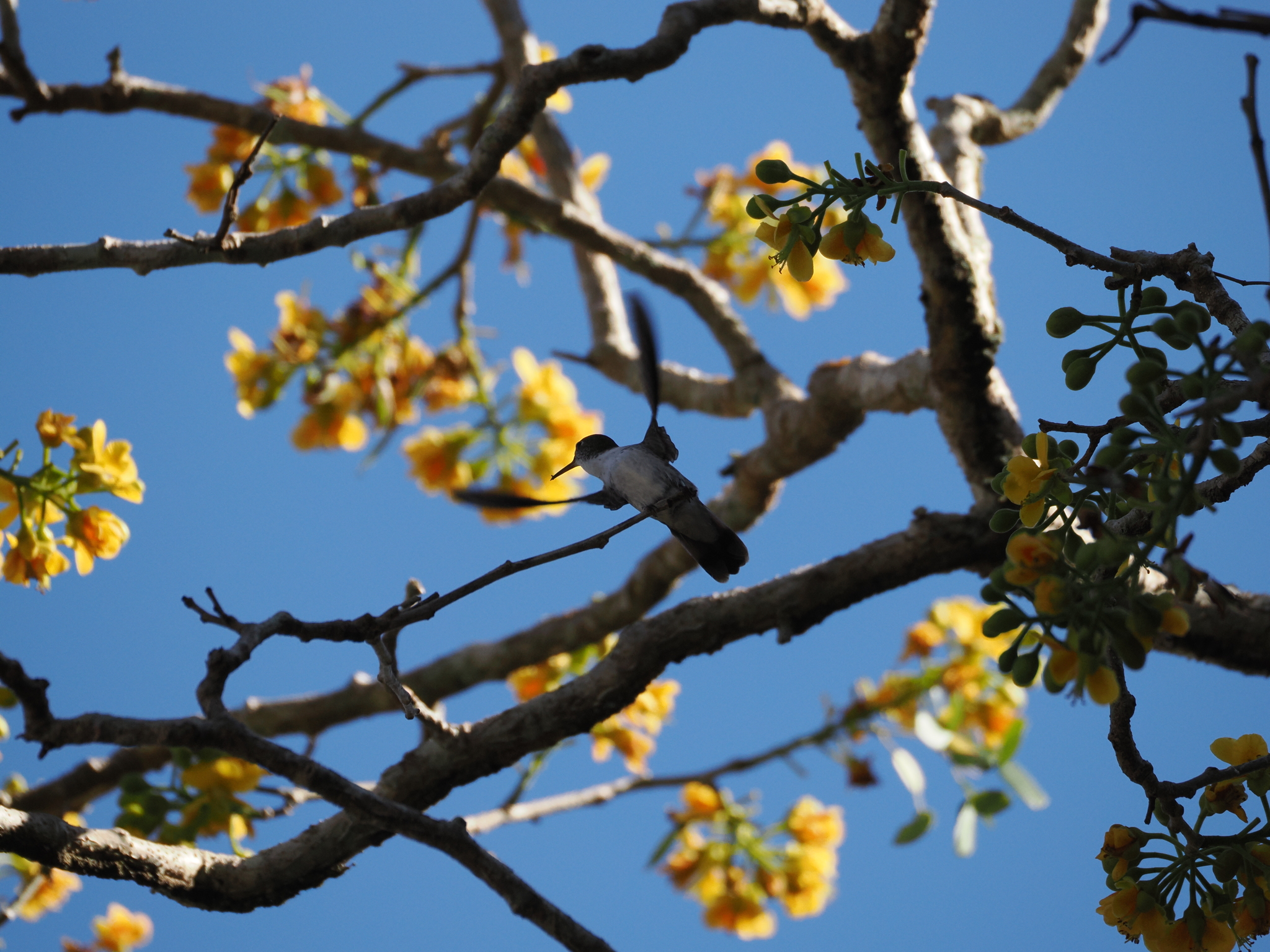 Wedge-tailed Sabrewing (Pampa curvipennis), photo 10