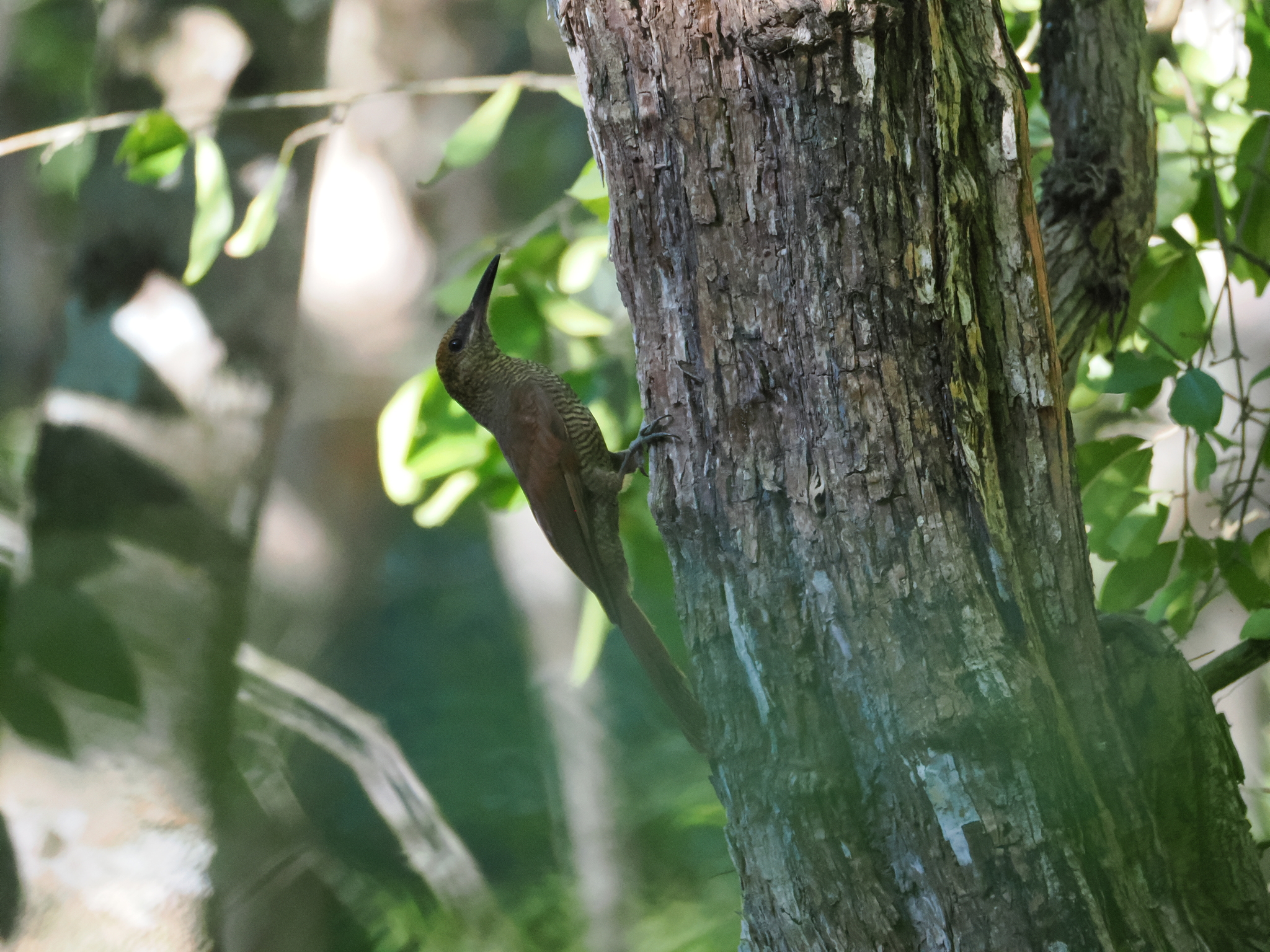 Northern Barred Woodcreeper (Dendrocolaptes sanctithomae), photo 9