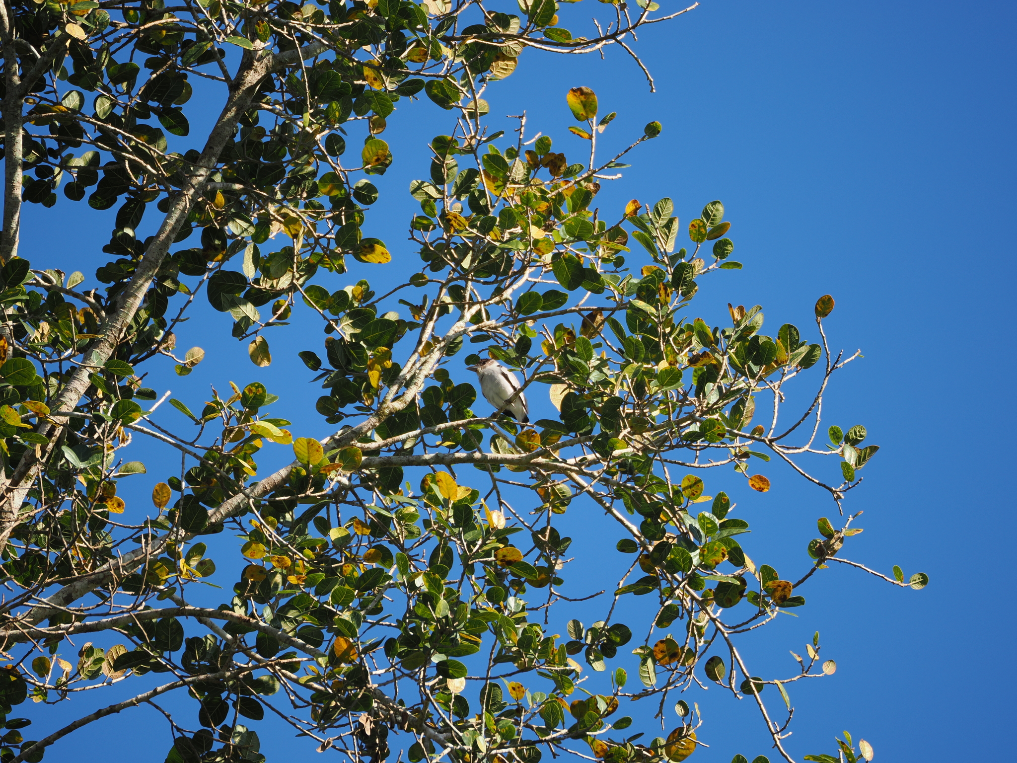 Black-crowned Tityra (Tityra inquisitor), photo 3