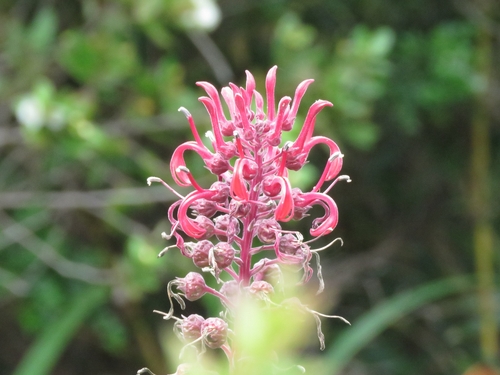 devil's tobacco (Lobelia tupa)