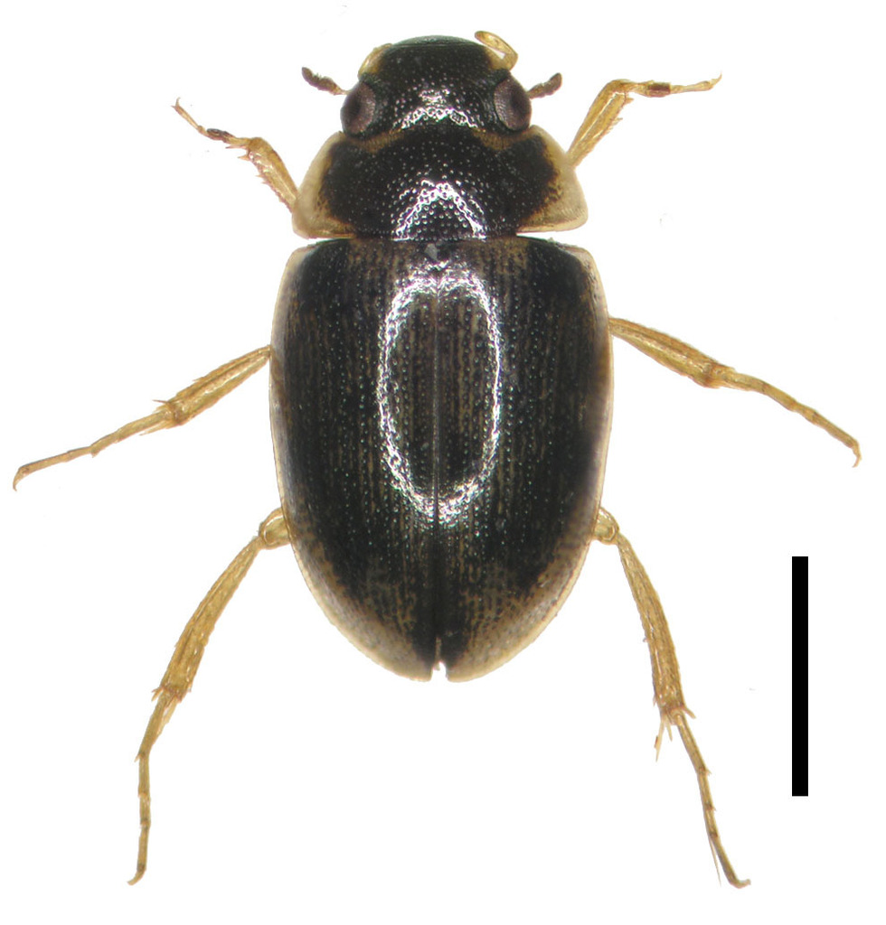 Laccobius satoi