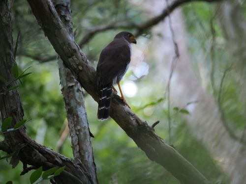 Barred Forest Falcon (Micrastur ruficollis)