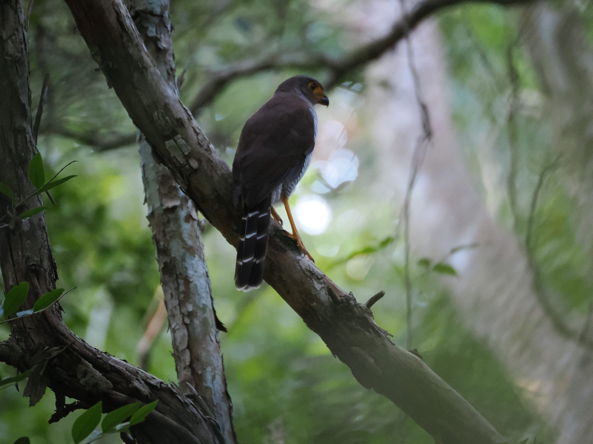Barred Forest Falcon (Micrastur ruficollis), photo 1