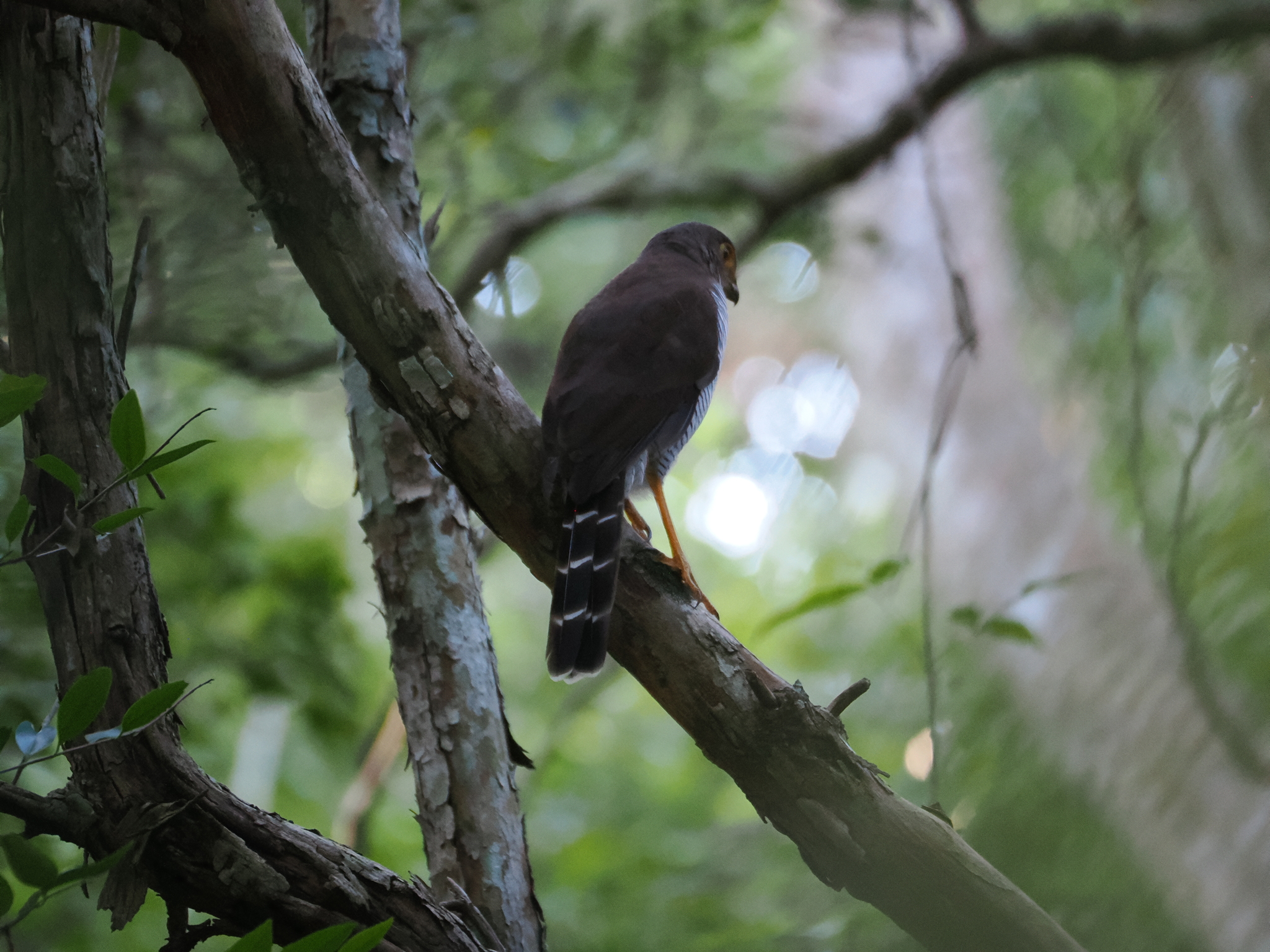 Barred Forest Falcon (Micrastur ruficollis), photo 2