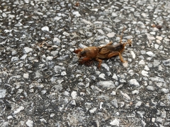 Gryllotalpa vineae