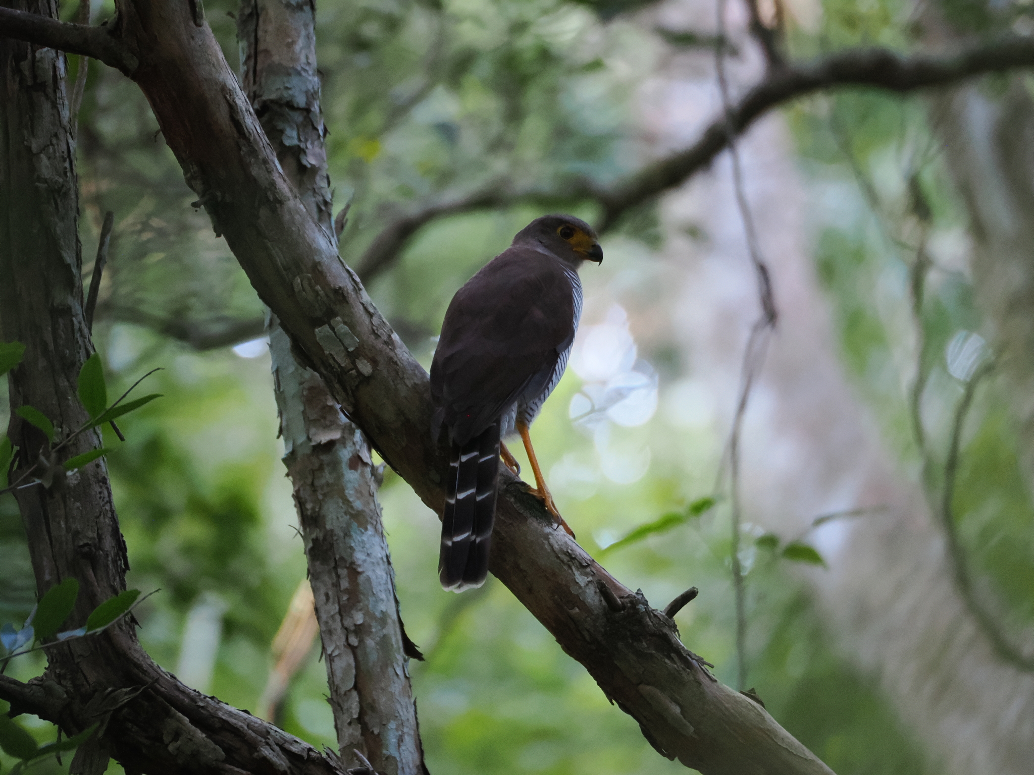 Barred Forest Falcon (Micrastur ruficollis), photo 3