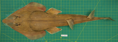 Rhinobatos punctifer observed 2020-02-16