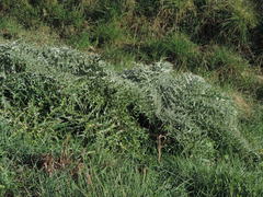 Cynara cardunculus cardunculus