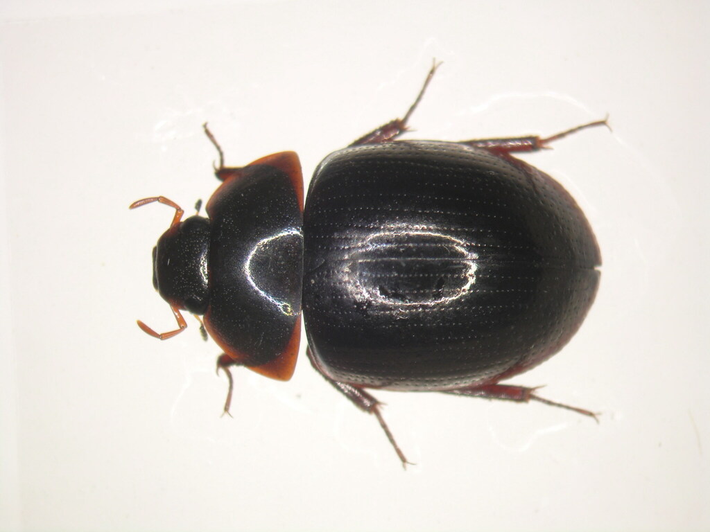 Hydrocassis jengi