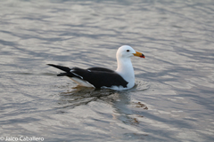 Larus belcheri